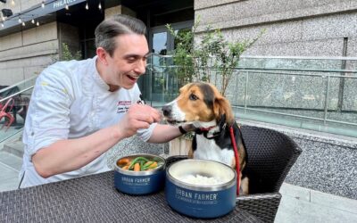 Every Hour Is Yappy Hour at These Dog-Friendly Hotels and Restaurants