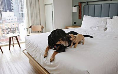 Dog Appreciation Month: Philly-Area Pet-Friendly Hotels Pamper Four-Legged Friends